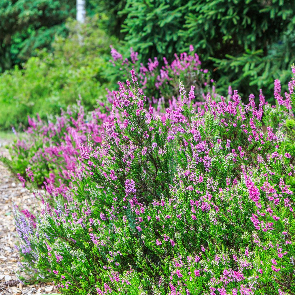 Schnee-Heide Foxhollow - Erica carnea f. aureifolia