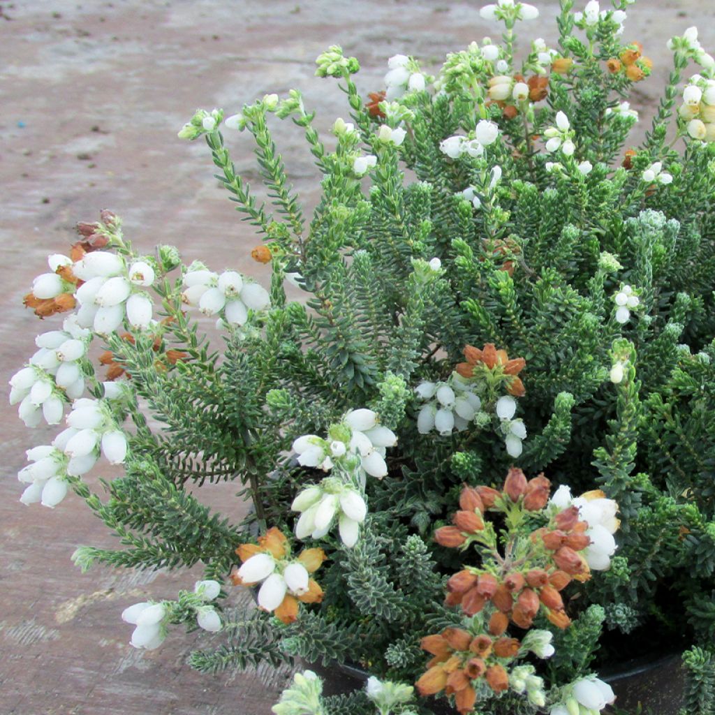 Echte Glocken-Heide Alba - Erica tetralix