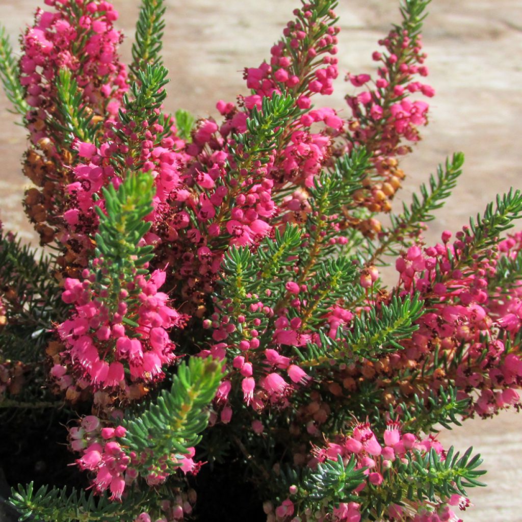 Cornwall-Heide Birch Glow - Erica vagans