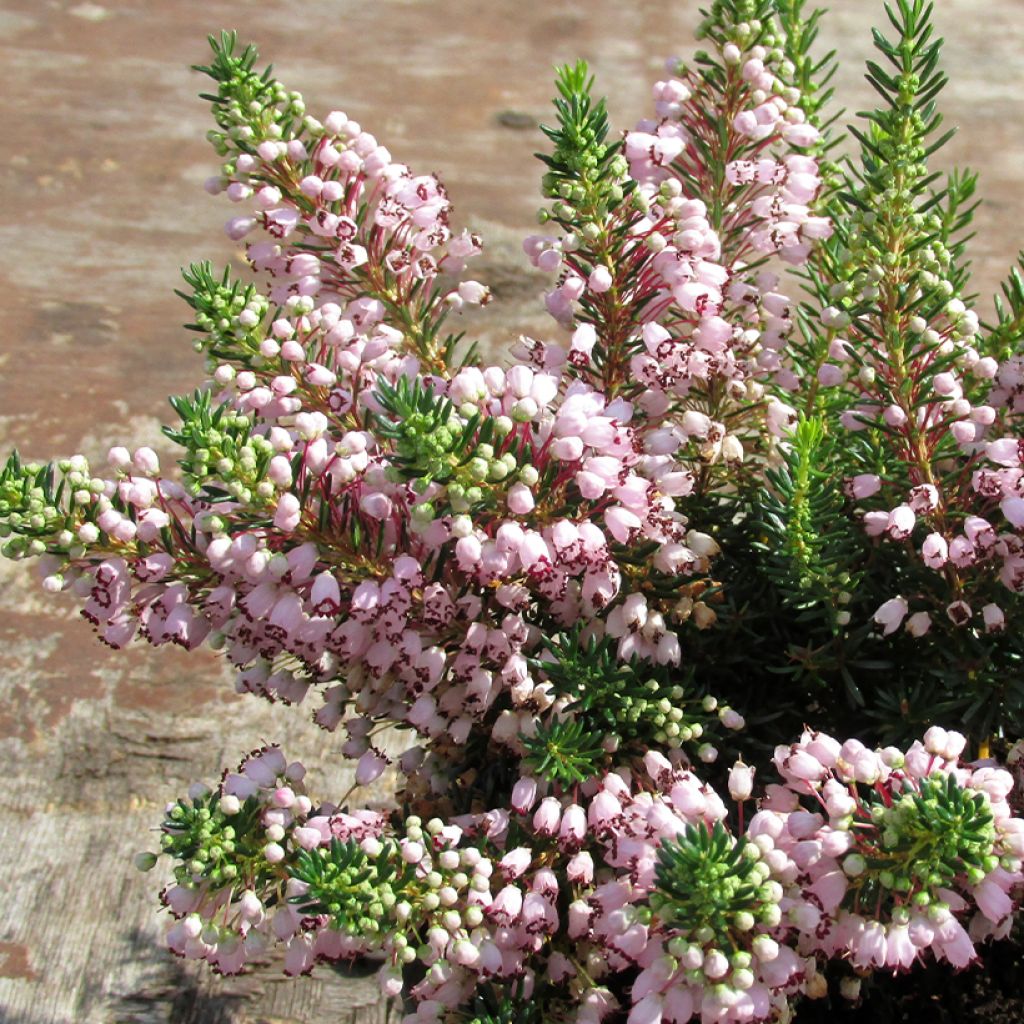 Bruyère vagabonde - Erica vagans Holden Pink