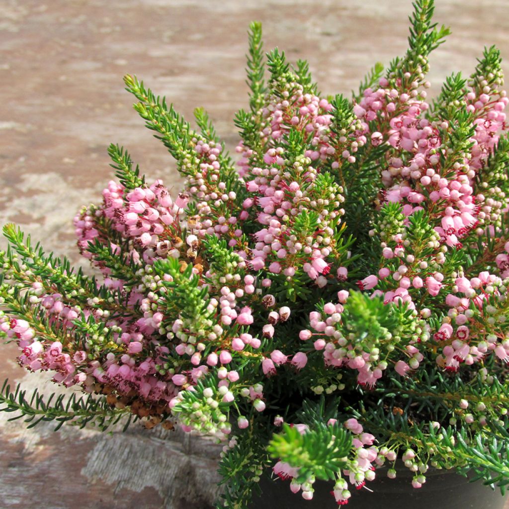 Cornwall-Heide Pyrenees Pink - Erica vagans