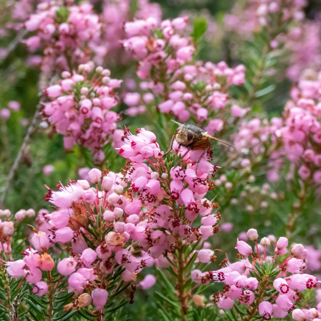 Cornwall-Heide Pyrenees Pink - Erica vagans