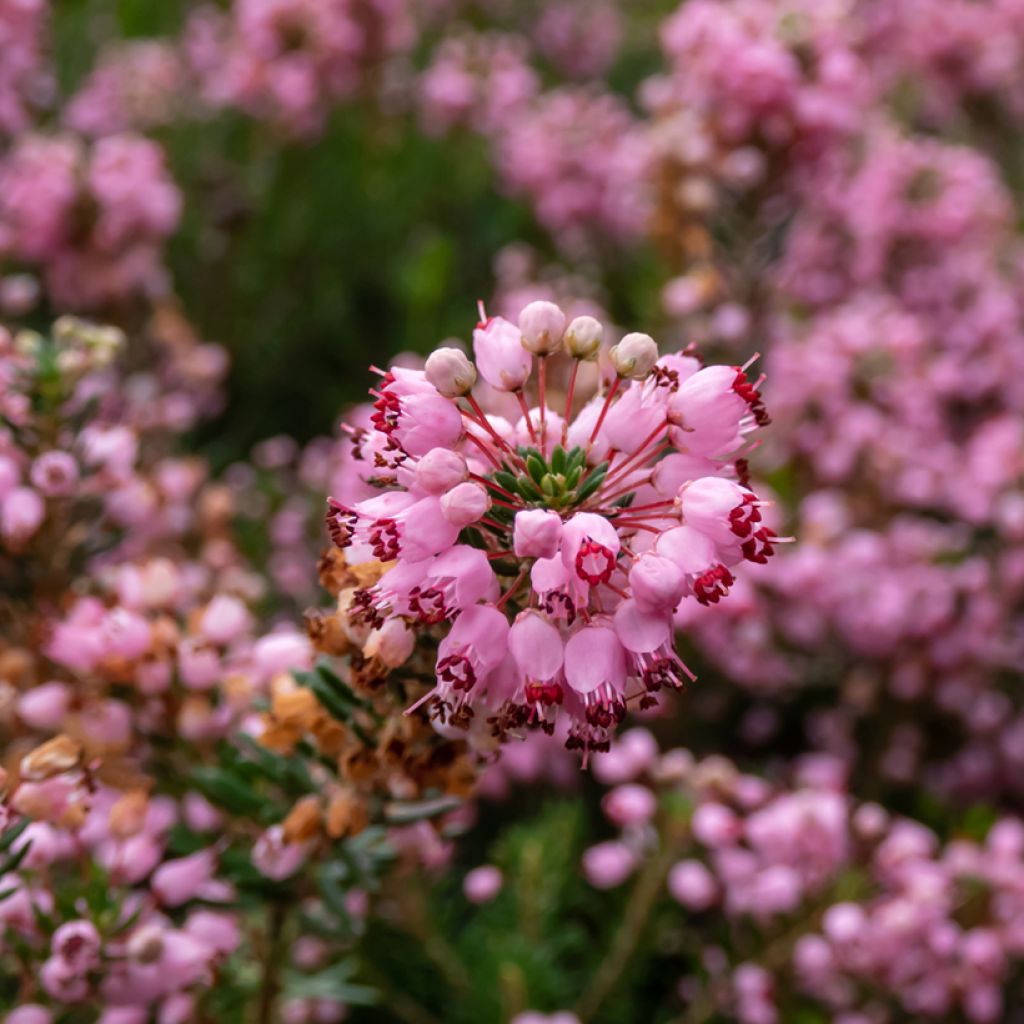 Cornwall-Heide Pyrenees Pink - Erica vagans