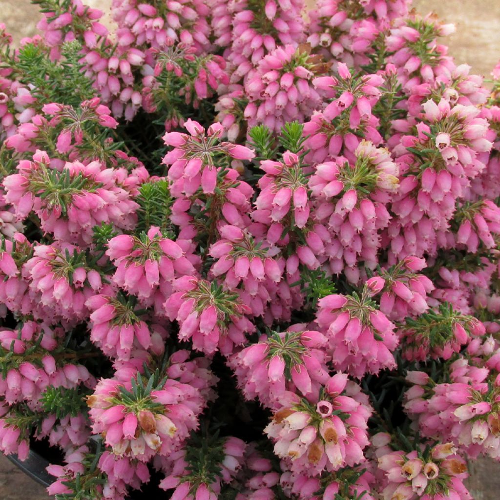 Heide Ken Wilson - Erica williamsii