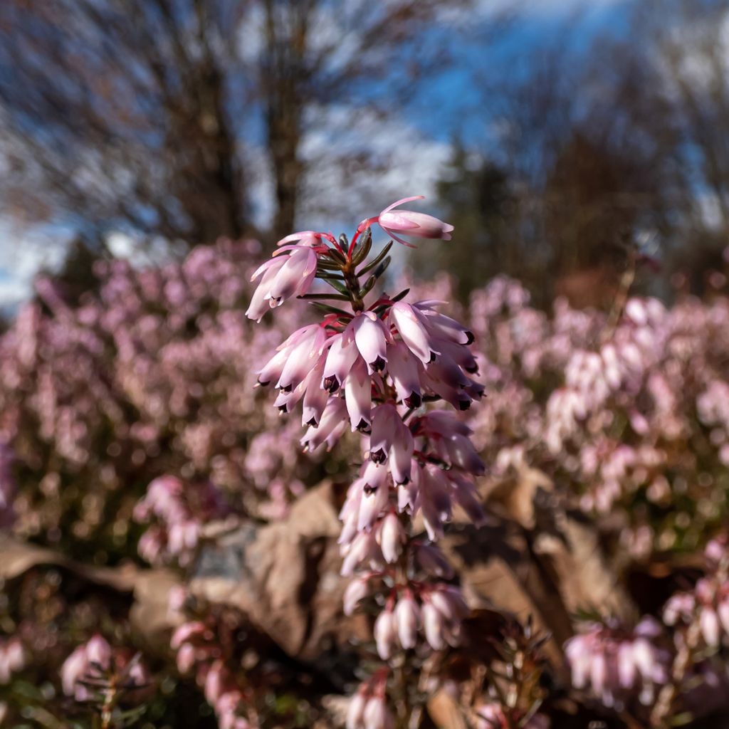 Schnee-Heide Pink Spangles - Erica carnea