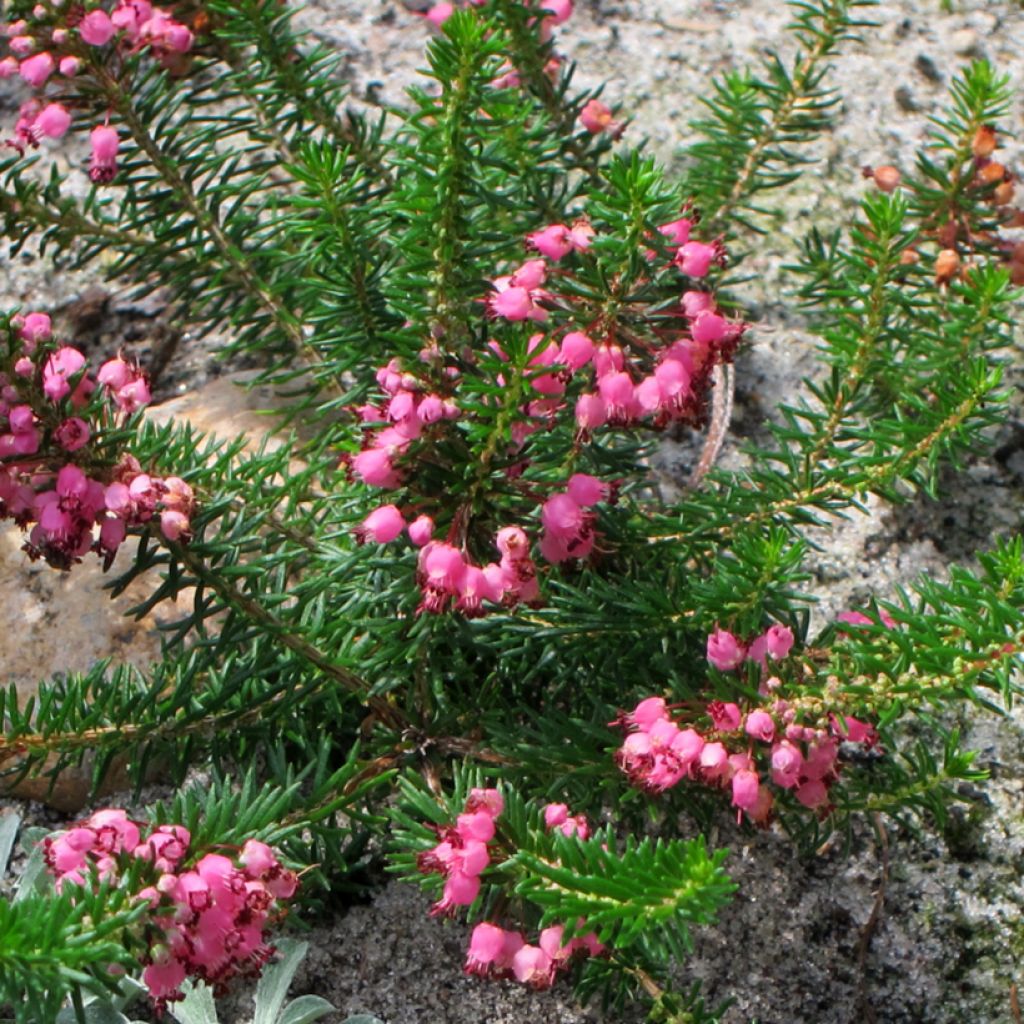 Cornwall-Heide Mrs D.F. Maxwell - Erica vagans