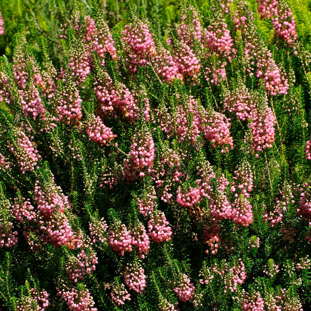 Cornwall-Heide St Keverne - Erica vagans