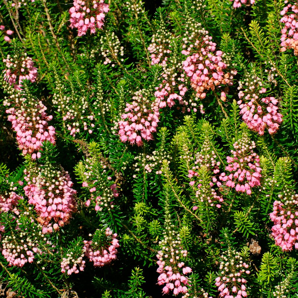 Cornwall-Heide St Keverne - Erica vagans