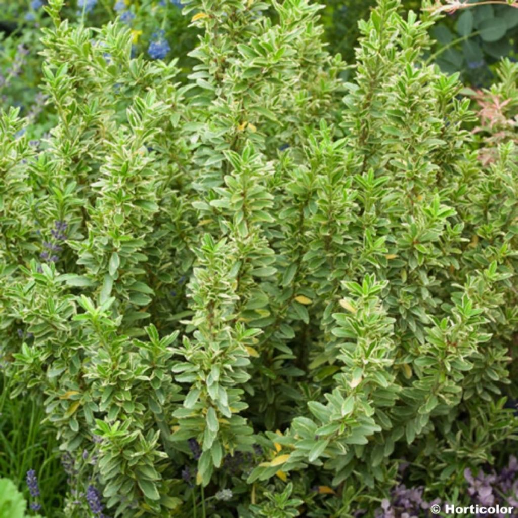 Japanischer Spindelstrauch Microphyllus Albovariegatus - Euonymus japonicus