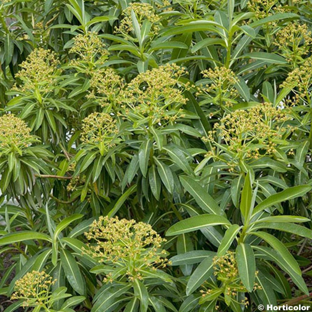 Euphorbia stygiana - Azorische Wolfsmilch