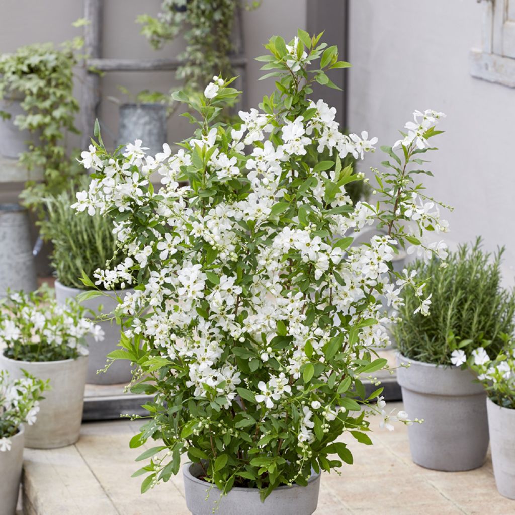 Prunkspiere Blushing Pearl - Exochorda racemosa