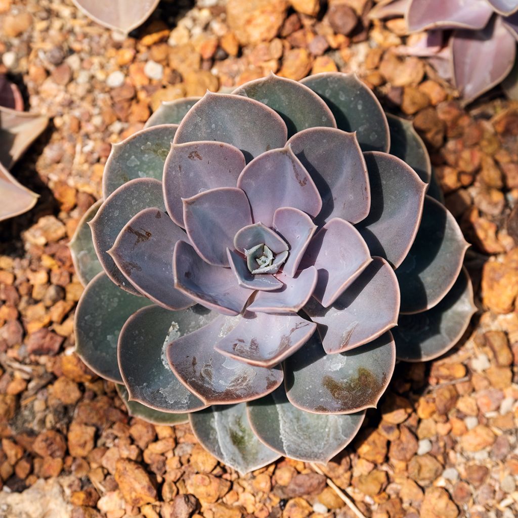 Echeveria Perle Von Nürnberg - Echeverie