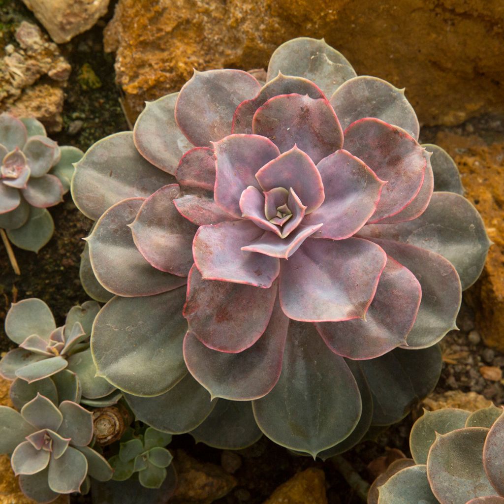 Echeveria Perle Von Nürnberg - Echeverie