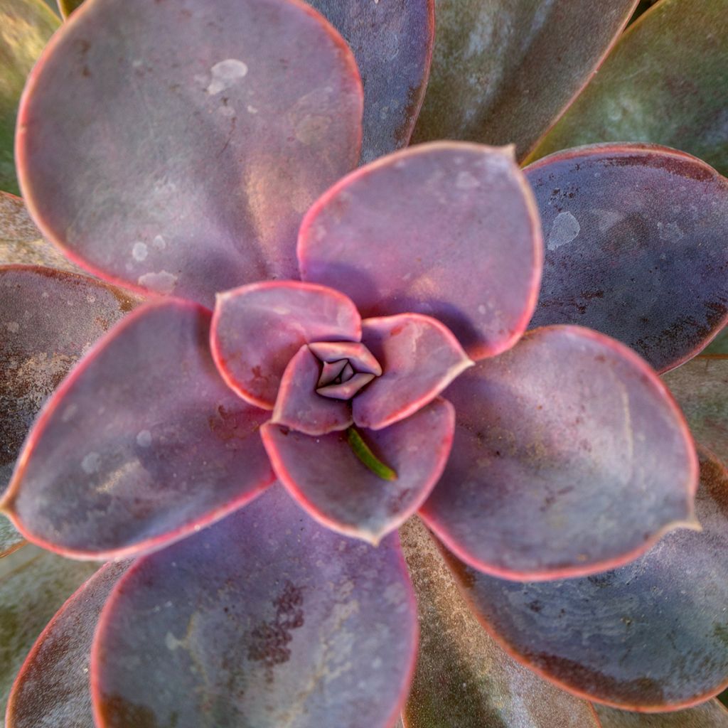 Echeveria Perle Von Nürnberg - Echeverie