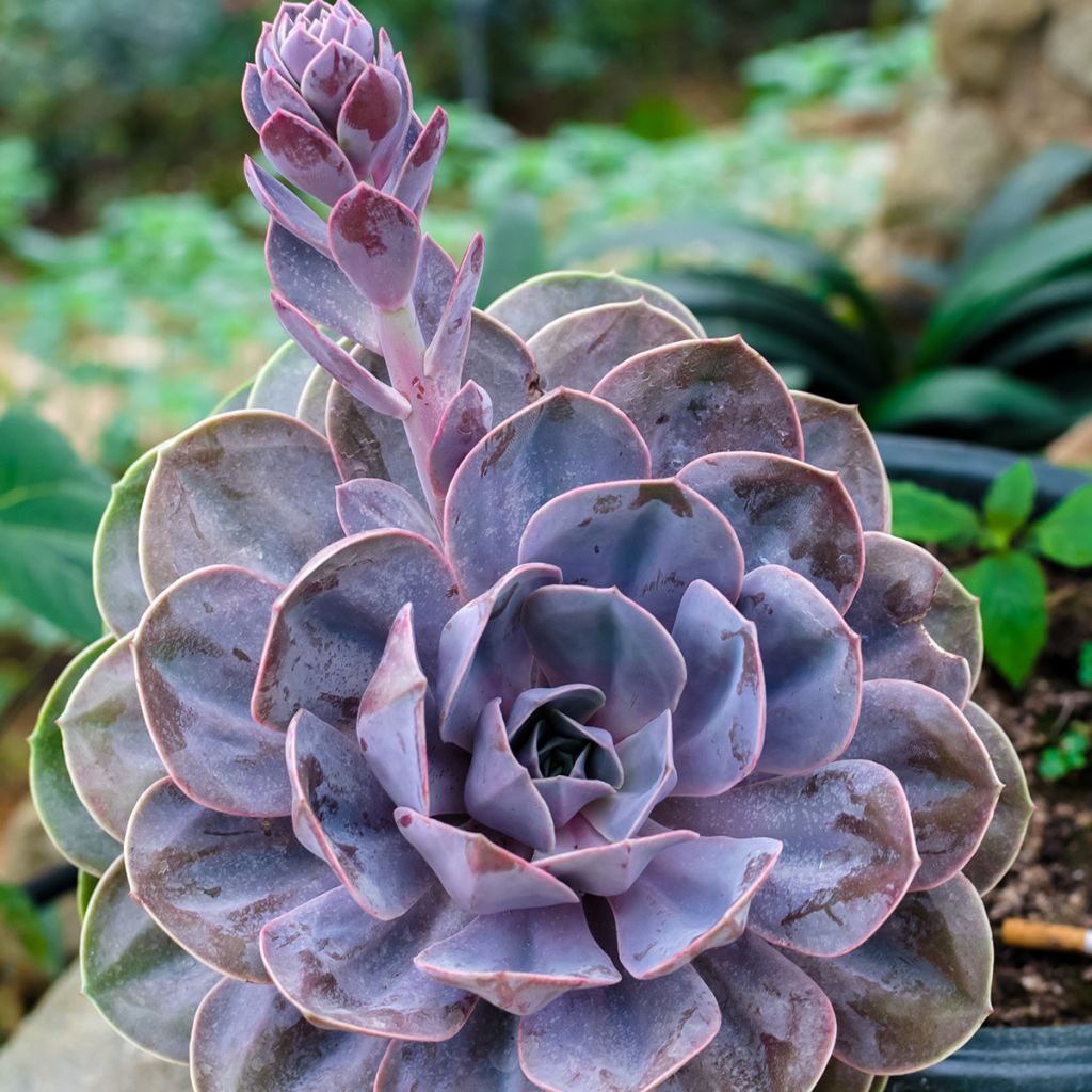 Echeveria Perle Von Nürnberg - Echeverie