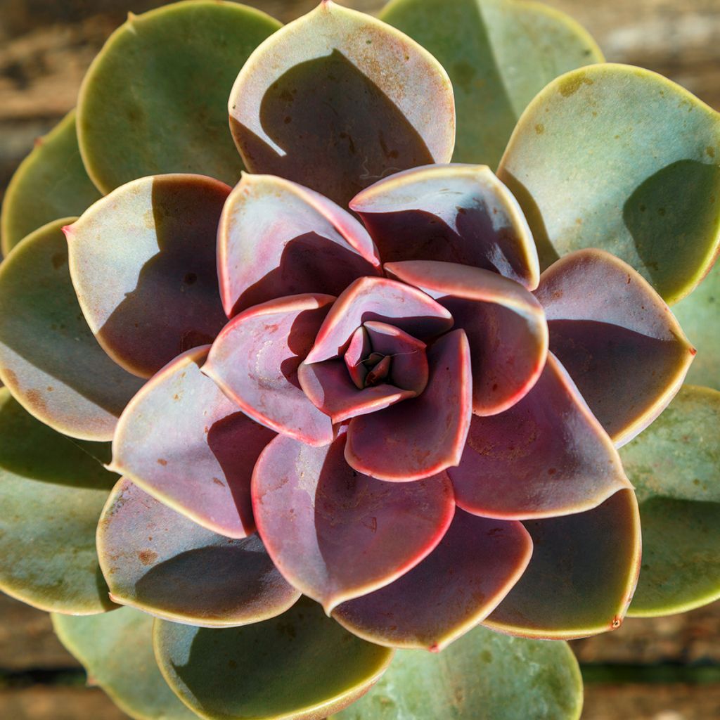 Echeveria Perle Von Nürnberg - Echeverie