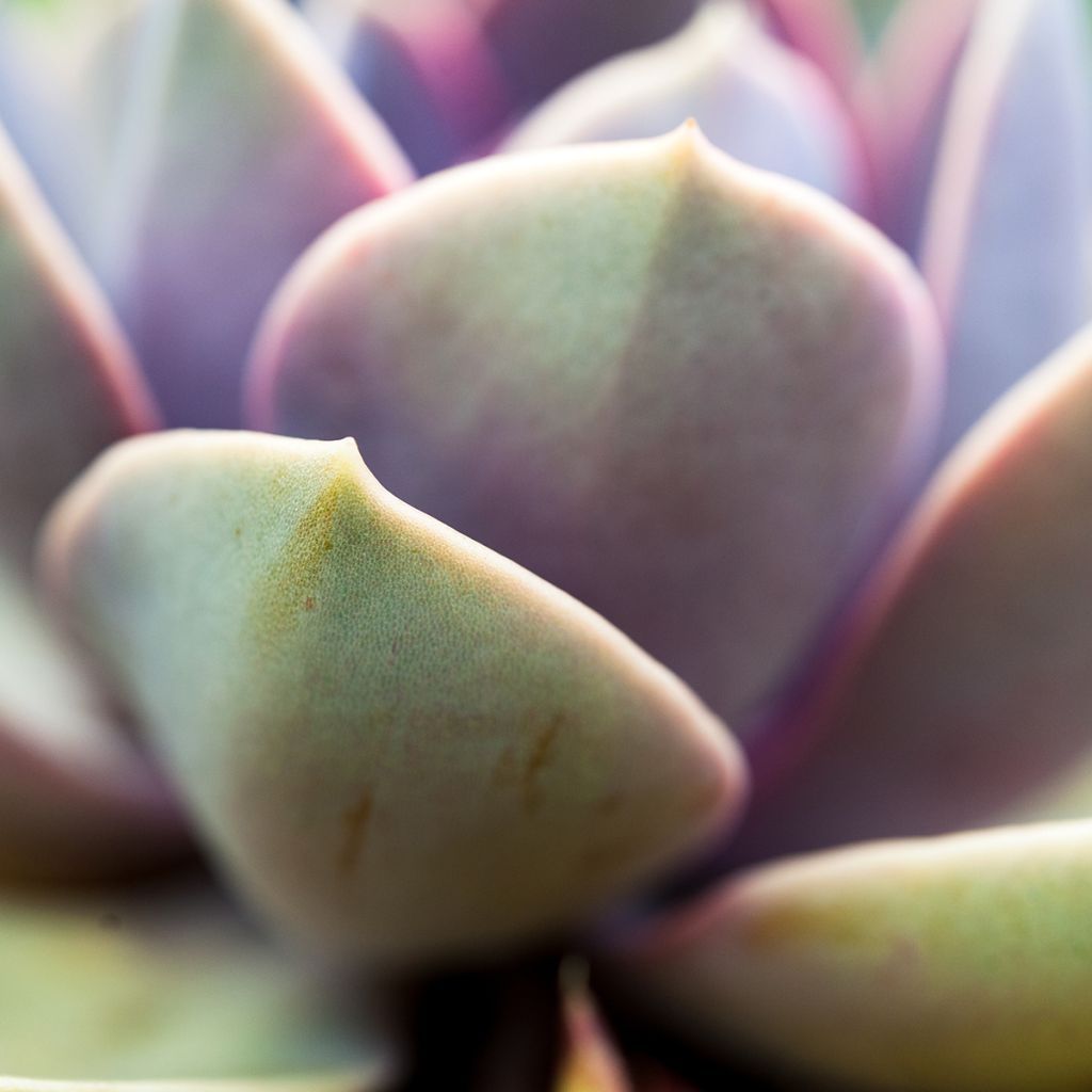 Echeveria Perle Von Nürnberg - Echeverie