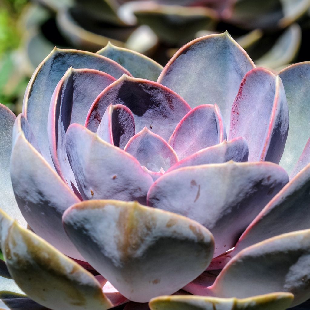 Echeveria Perle Von Nürnberg - Echeverie