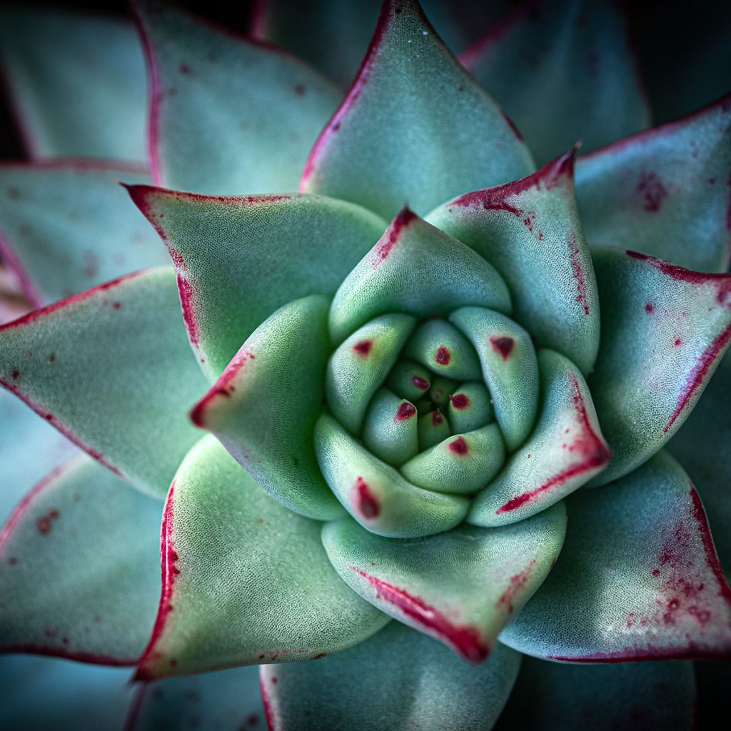 Echeveria agavoides Ebony - Echeverie