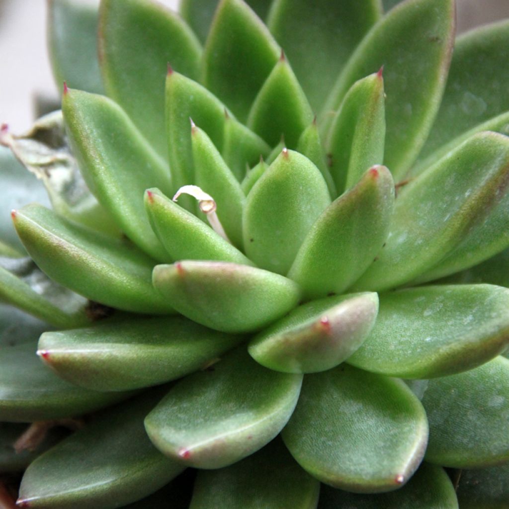 Echeveria agavoides - Echeverie