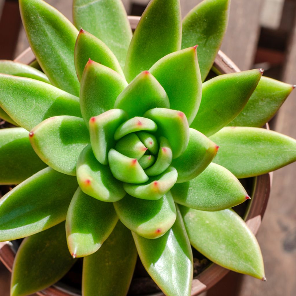 Echeveria agavoides - Echeverie