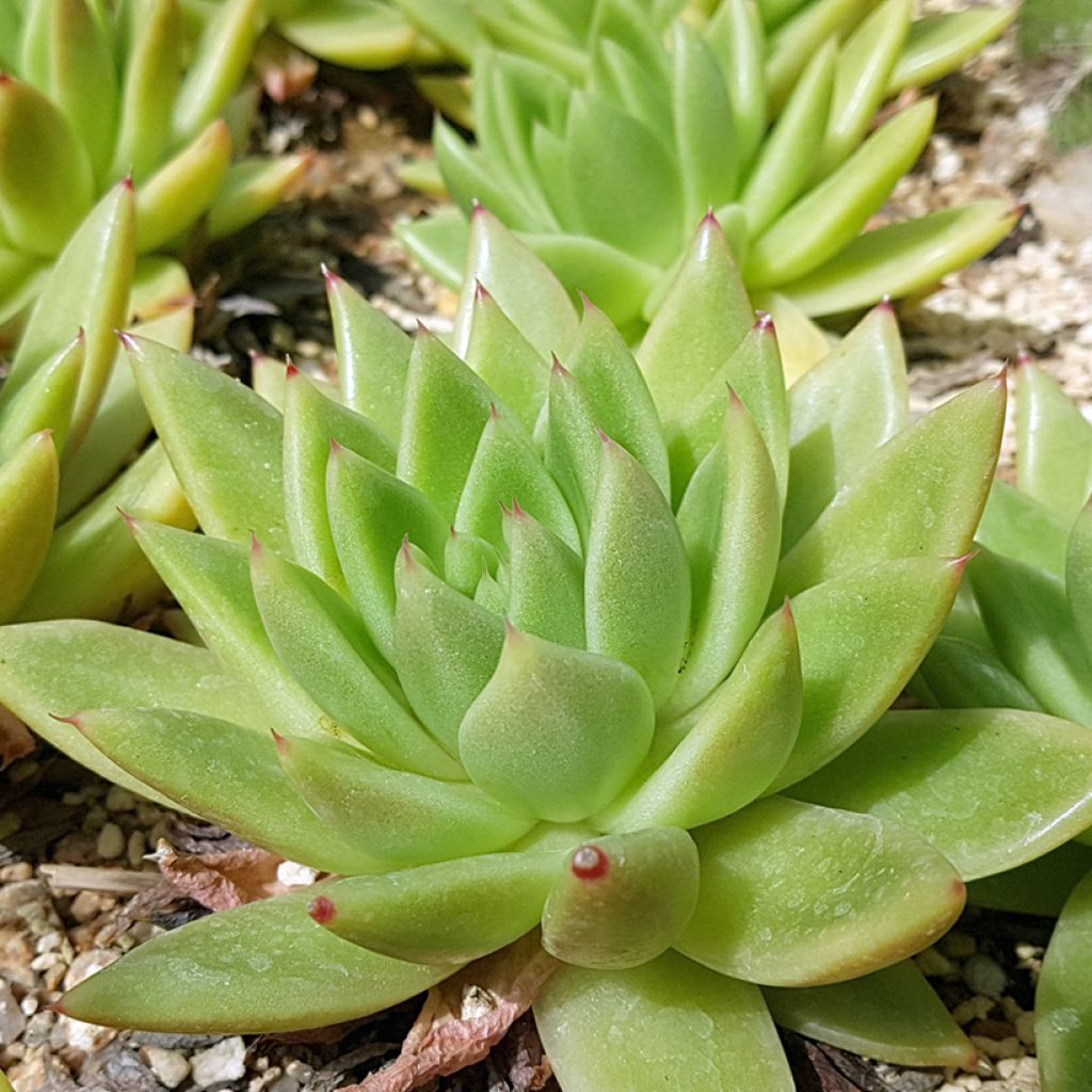 Echeveria agavoides - Echeverie