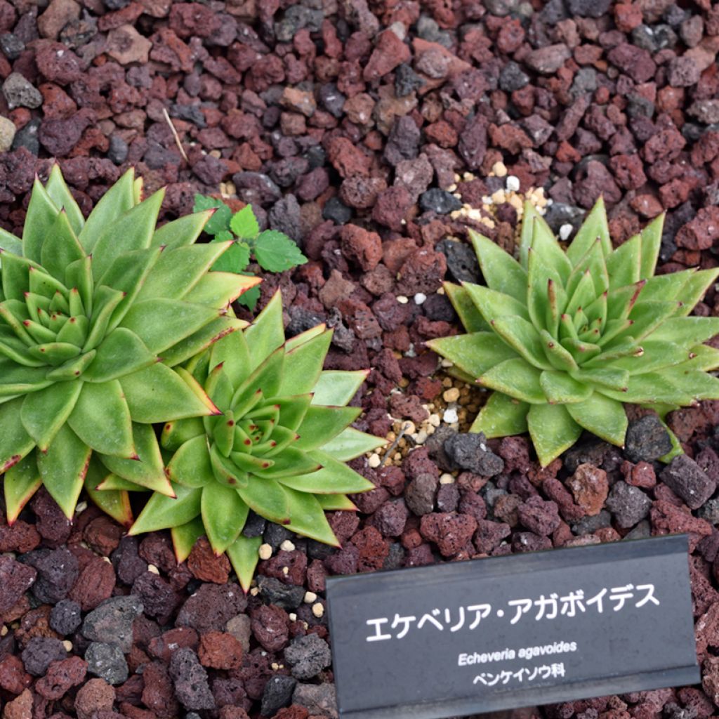 Echeveria agavoides - Echeverie