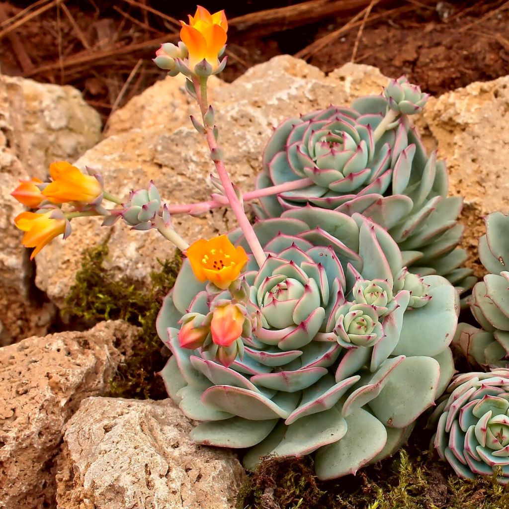 Echeveria derenbergii - Echeverie