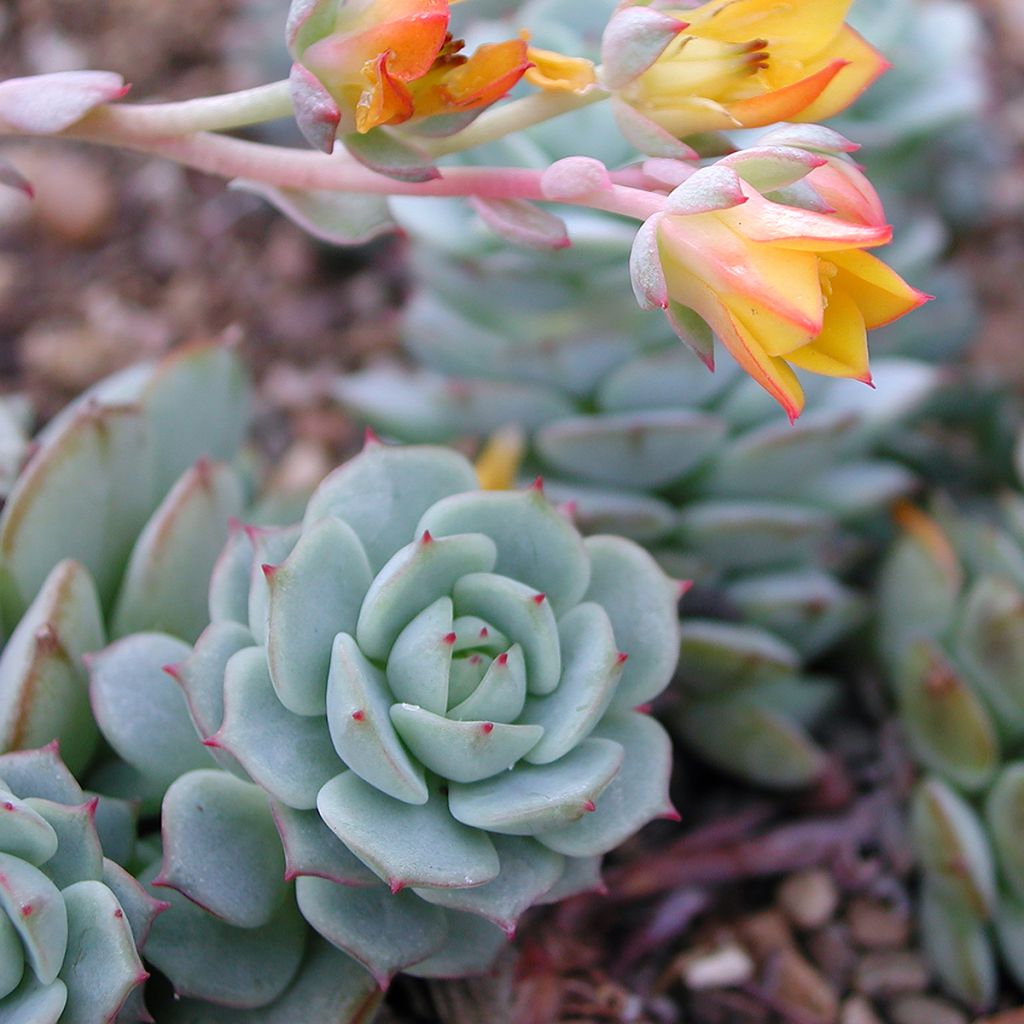 Echeveria derenbergii - Echeverie