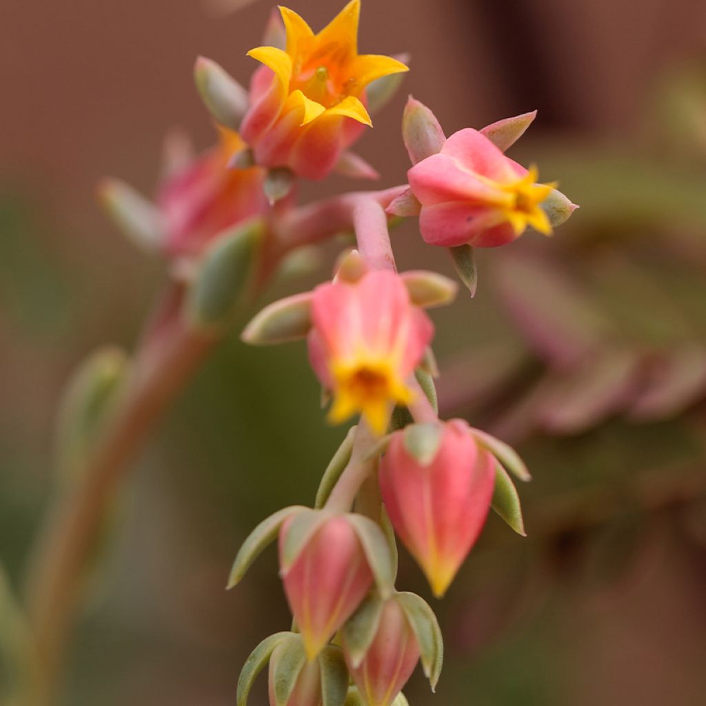 Echeveria derenbergii - Echeverie