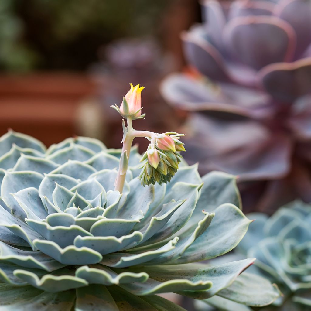 Echeveria derenbergii - Echeverie