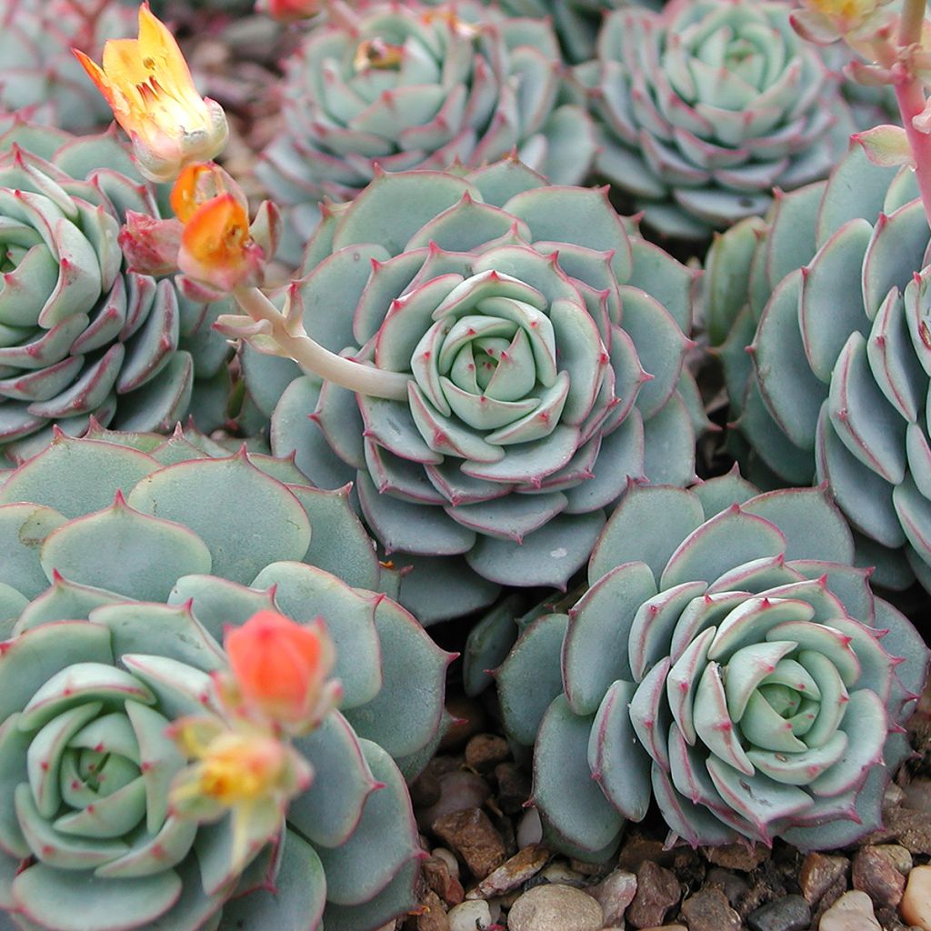 Echeveria derenbergii - Echeverie