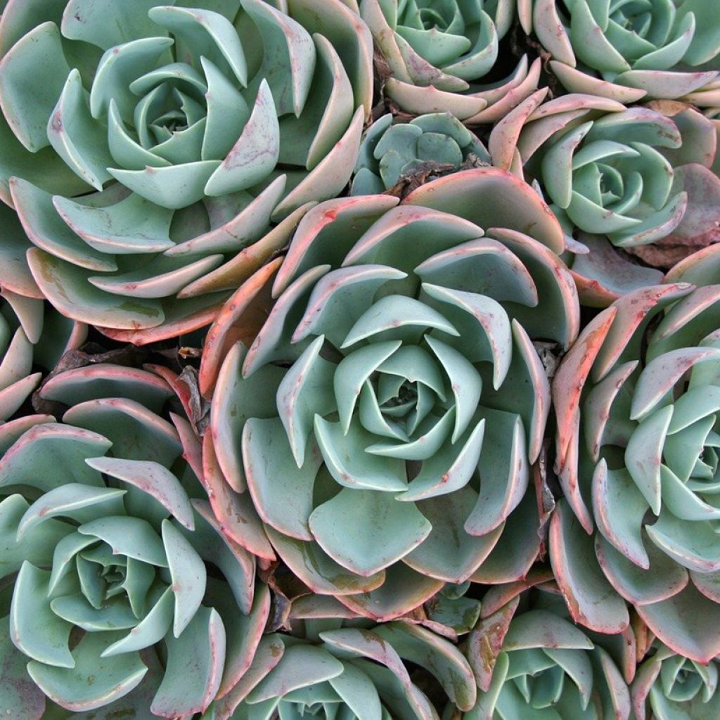 Echeveria elegans Rose - Echeverie