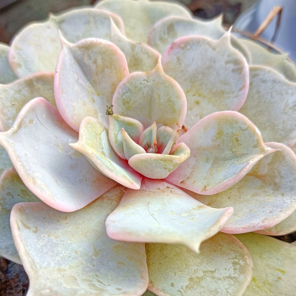 Echeveria lilacina - Echeverie