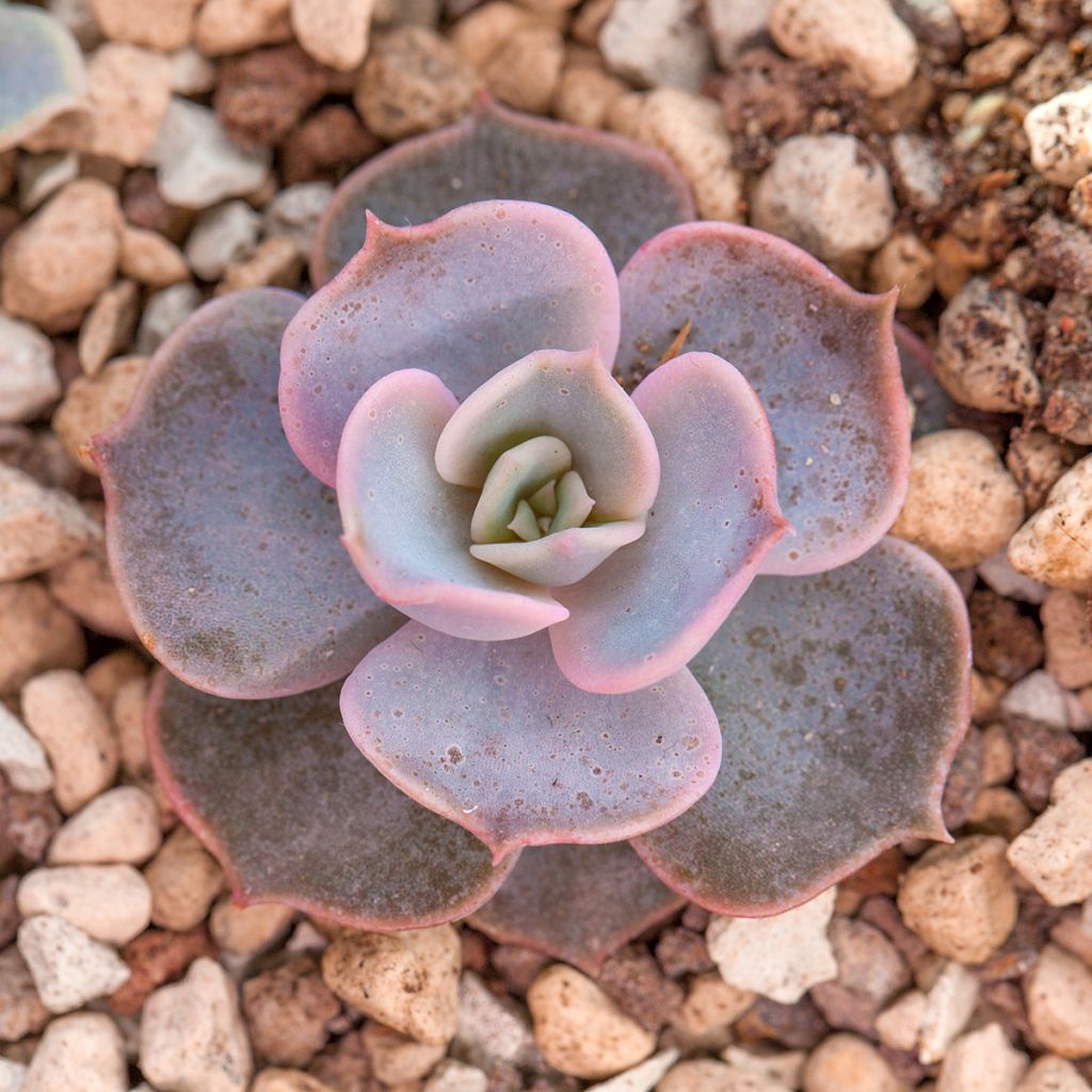 Echeveria lilacina - Echeverie