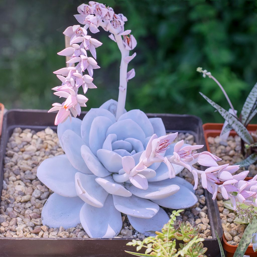 Echeveria lilacina - Echeverie