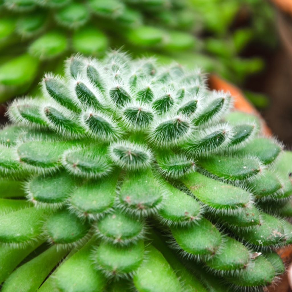 Echeveria setosa - Echeverie