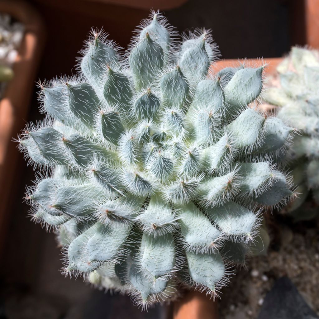 Echeveria setosa - Echeverie