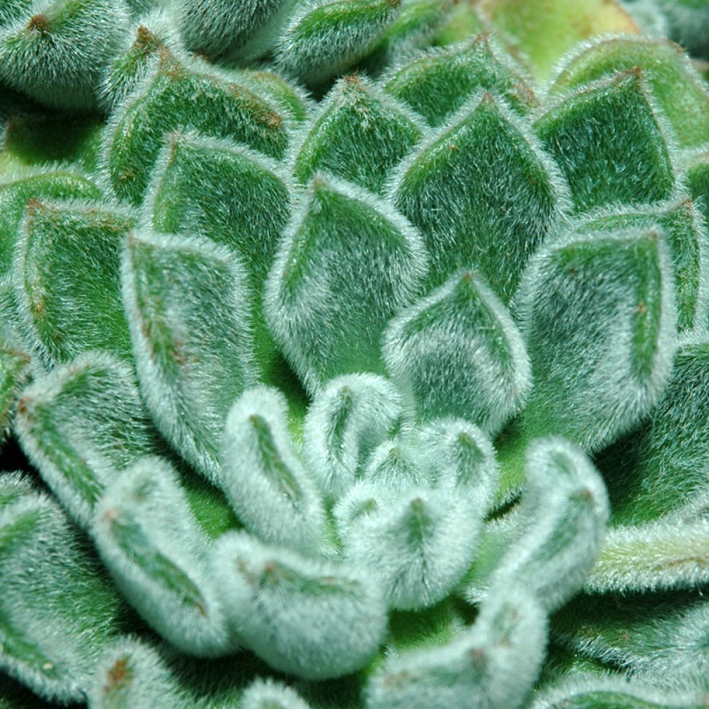 Echeveria setosa - Echeverie