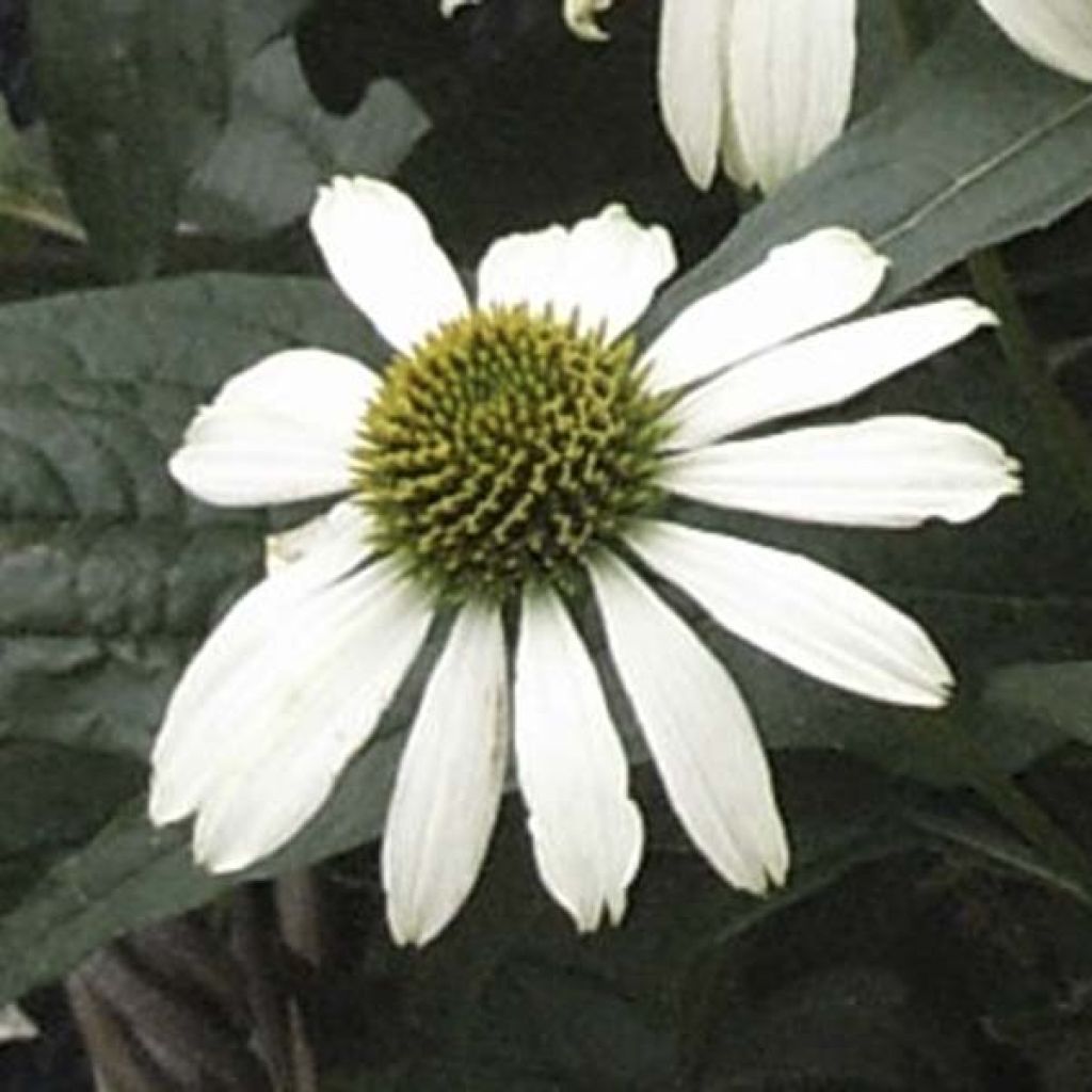 Echinacea purpurea Avalanche - Sonnenhut