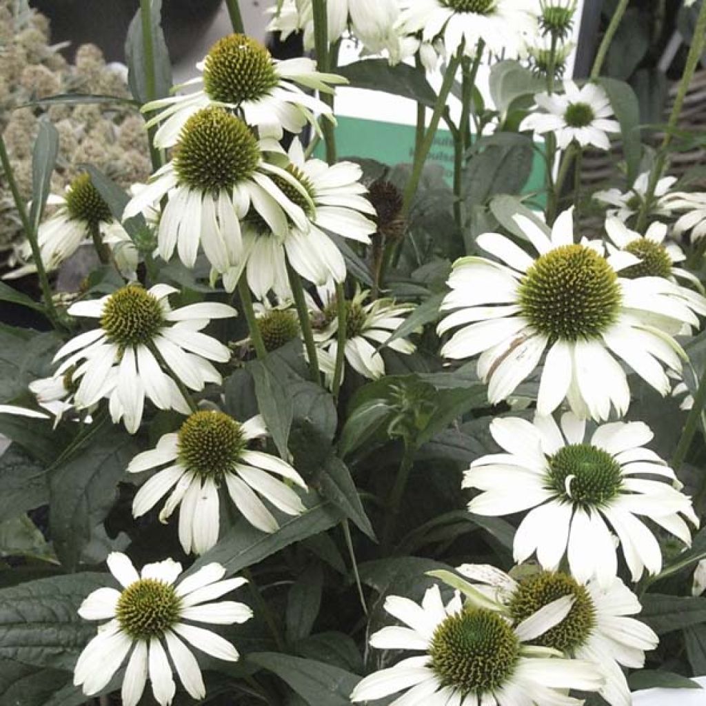 Echinacea purpurea Virgin - Sonnenhut