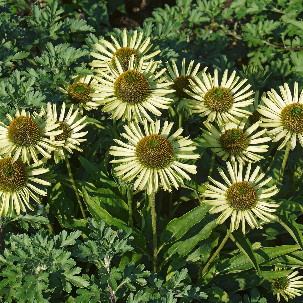 Echinacea purpurea Avalanche - Sonnenhut