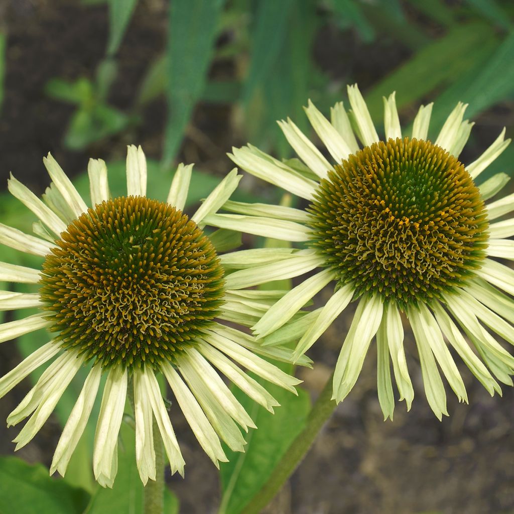 Echinacea purpurea Avalanche - Sonnenhut