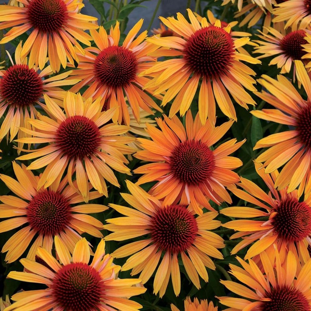 Echinacea Big Kahuna - Scheinsonnenhut