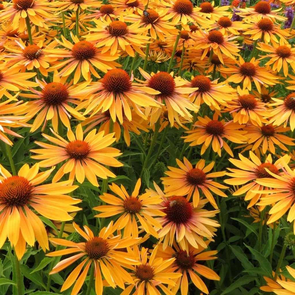 Echinacea Big Kahuna - Scheinsonnenhut