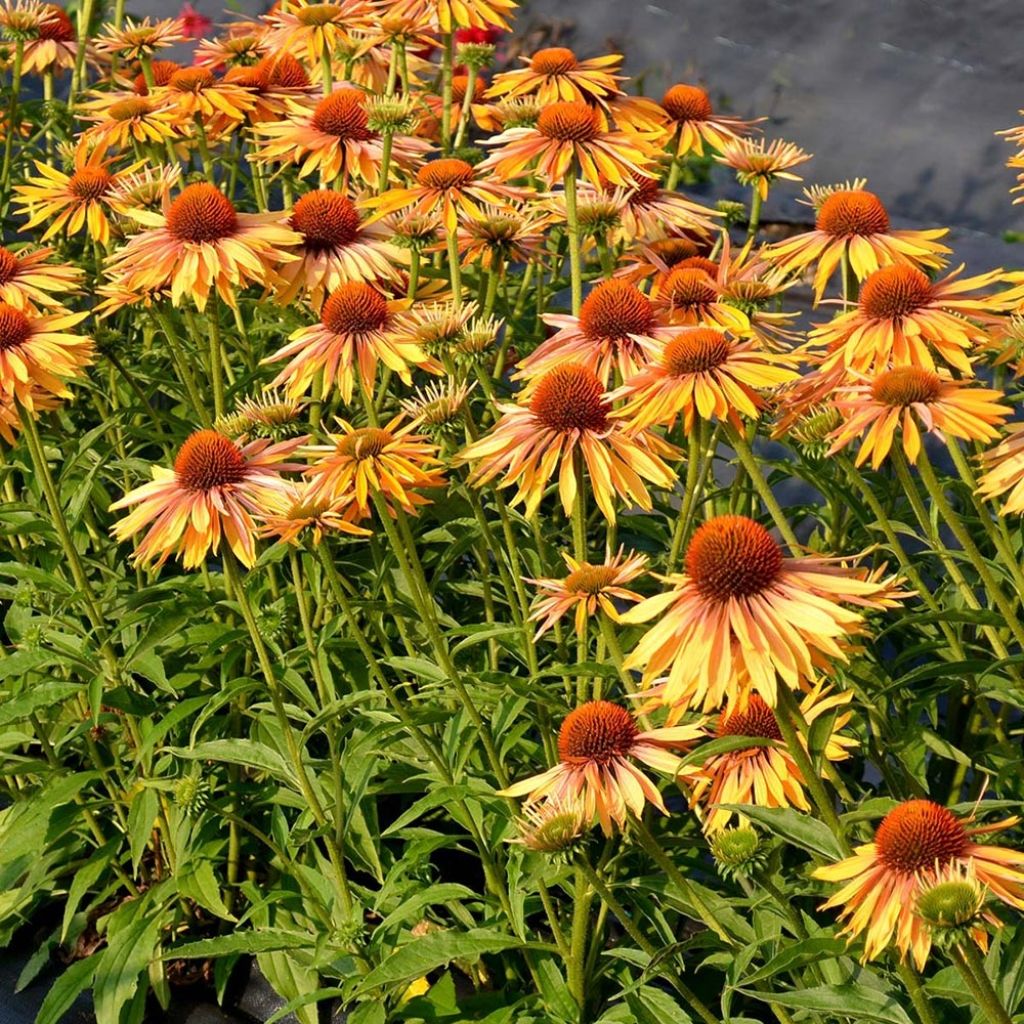 Echinacea Big Kahuna - Scheinsonnenhut