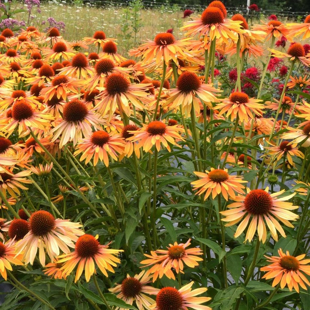 Echinacea Big Kahuna - Scheinsonnenhut