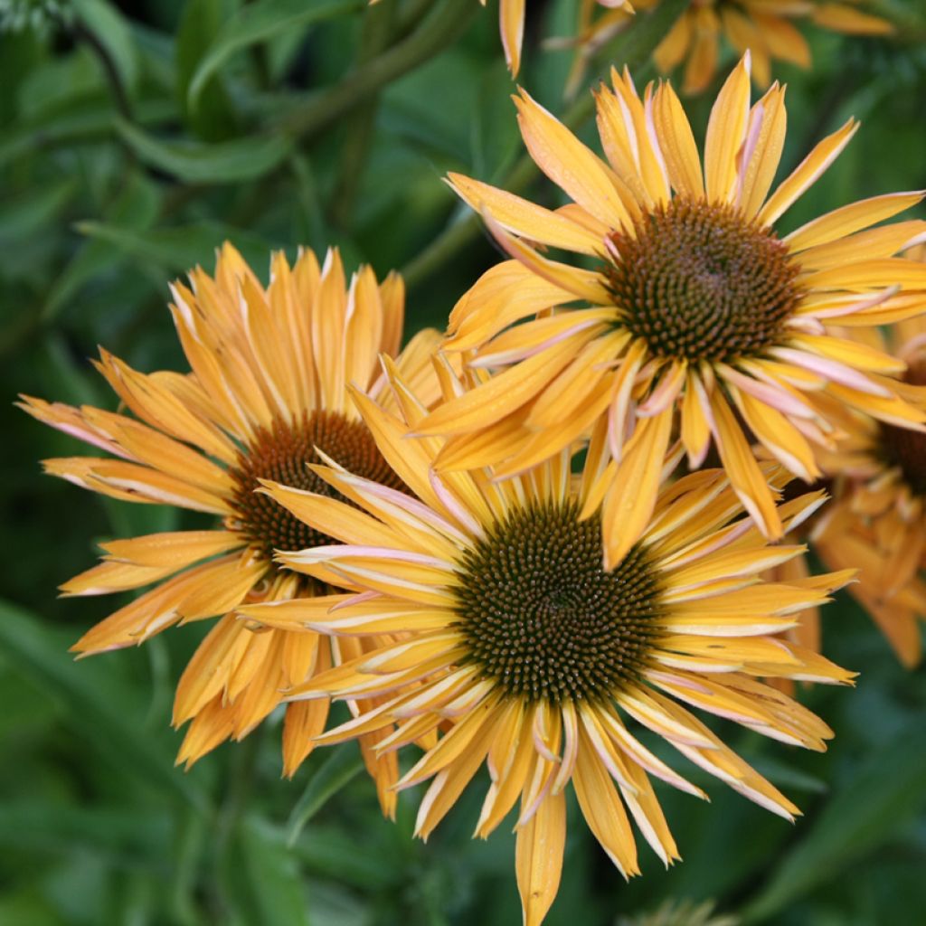 Echinacea Big Kahuna - Scheinsonnenhut