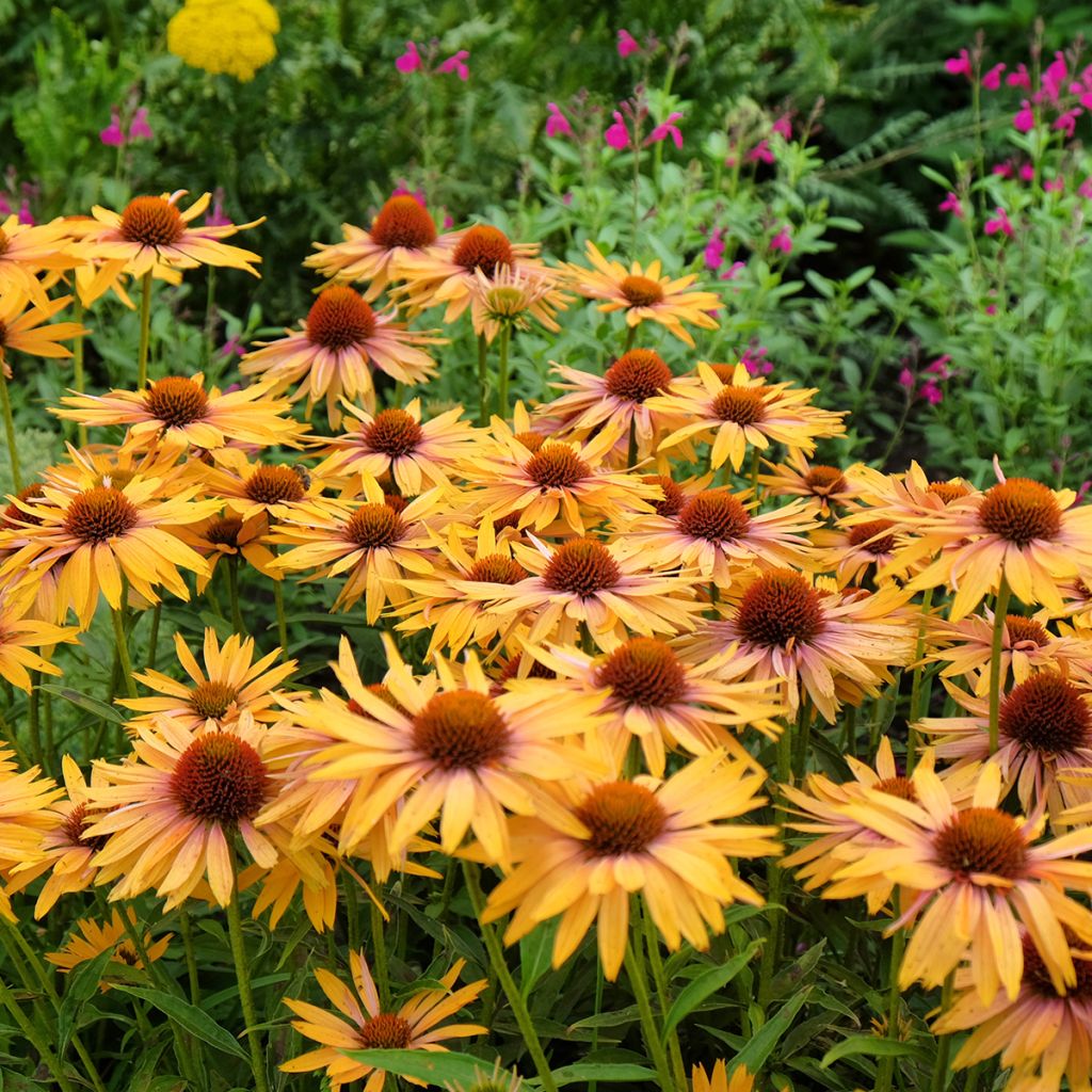 Echinacea Big Kahuna - Scheinsonnenhut