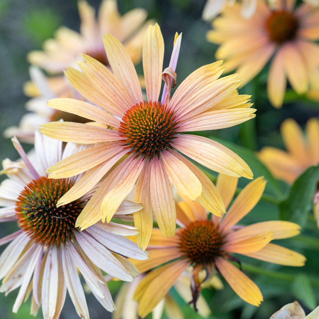 Echinacea Big Kahuna - Scheinsonnenhut